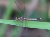 J19_9251 Acisoma panorpoides female